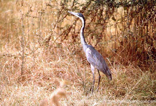 Ardea melanocephala