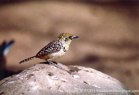 Trachyphonus darnaudii