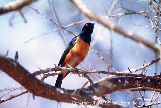 Lamprotornis hildebrandti