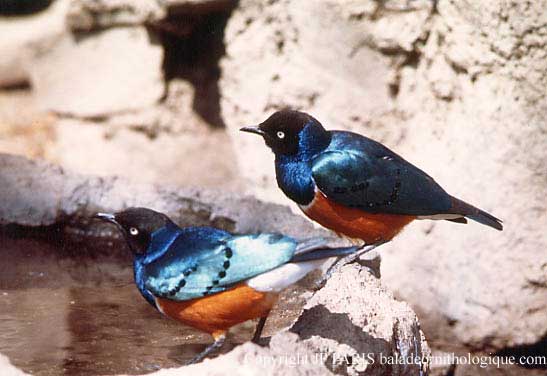 Lamprotornis superbus