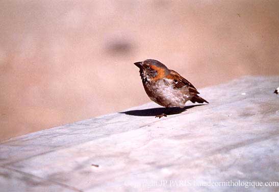 Passer rufocinctus