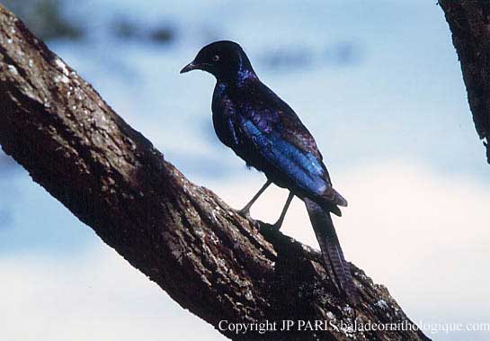 Onychognathus morio