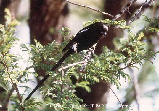 Corvinella melanoleuca