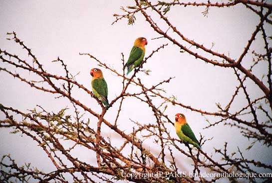 Agapornis fischeri