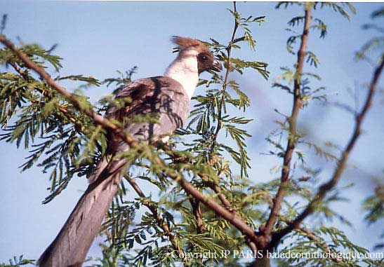 Corythaixoides personatus