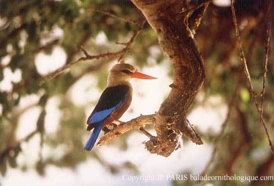 Halcyon leucocephala