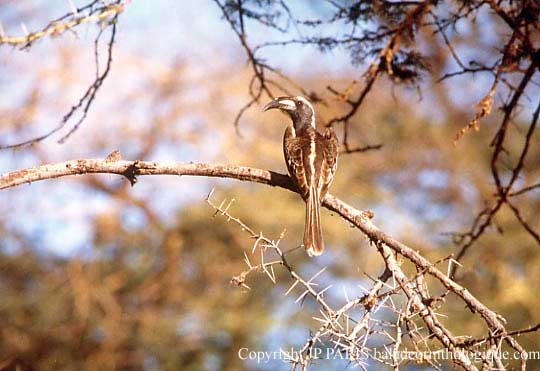 Tockus nasutus