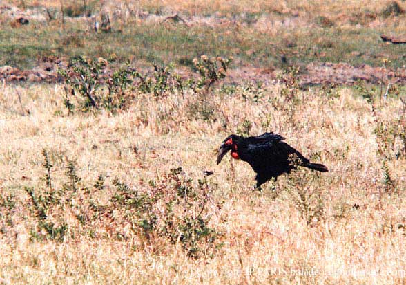 Bucorvus leadbeateri
