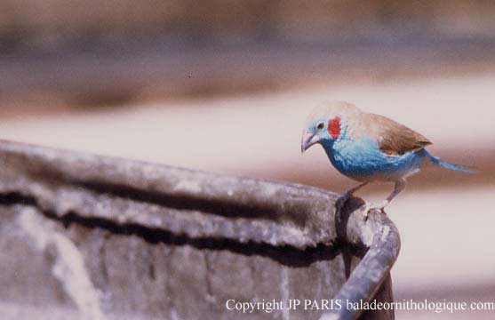 Cordonbleu à joues rouges