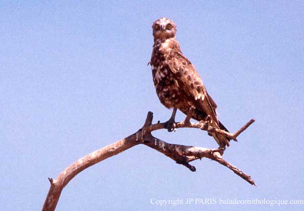 Circaetus pectoralis
