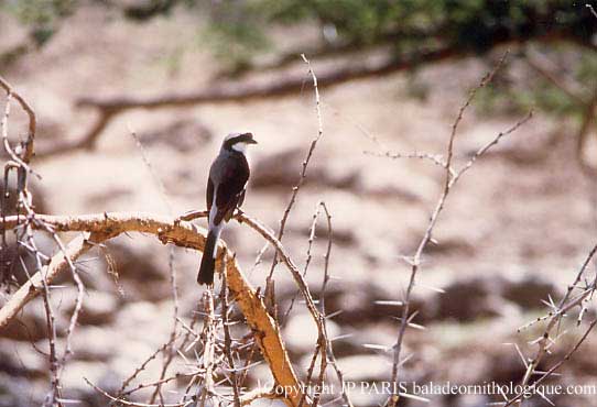 Lanius excubitoroides