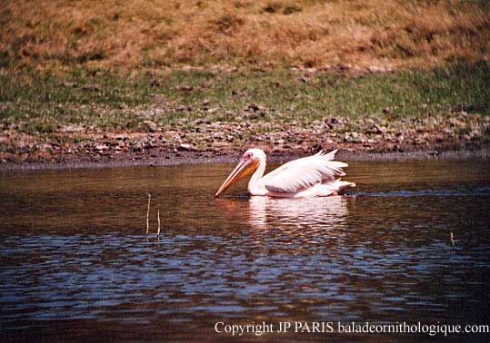 Pelecanus onocrotalus