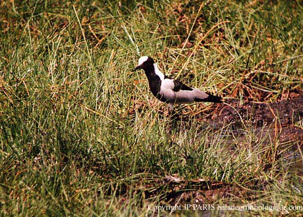Vanellus armatus