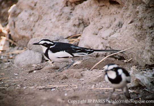 Motacilla aguimp