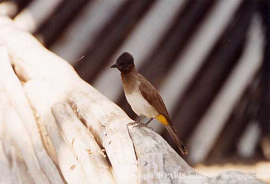 Pycnonotus barbatus