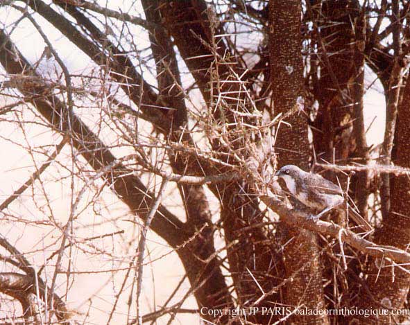 Turdoides hypoleuca