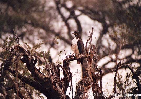 Aquila spilogaster