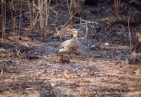 Francolinus leucoscepus