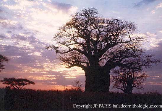 Parc National de Tarangire