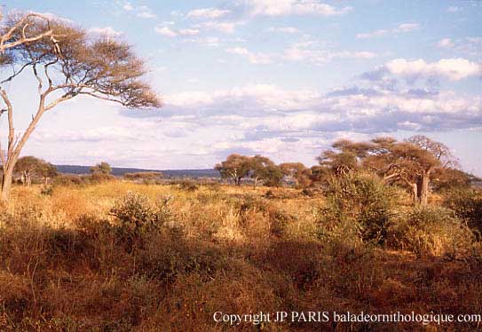 Parc National de Tarangire