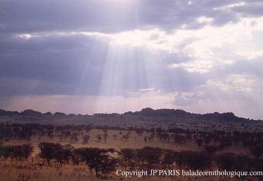 Lobo, Parc National du Serengeti