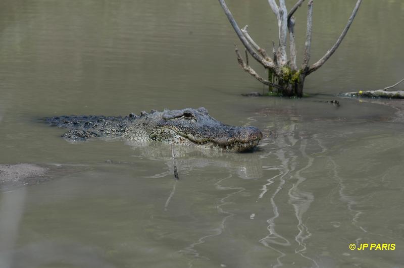 Alligator d'Amérique