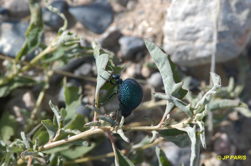 Coléoptère sp