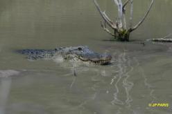 Alligator d'Amérique