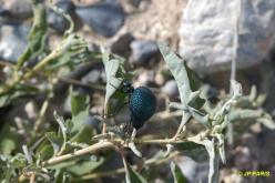 Coléoptère sp