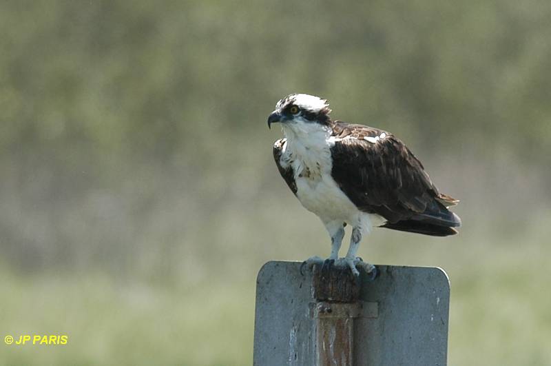 Pandion haliaetus