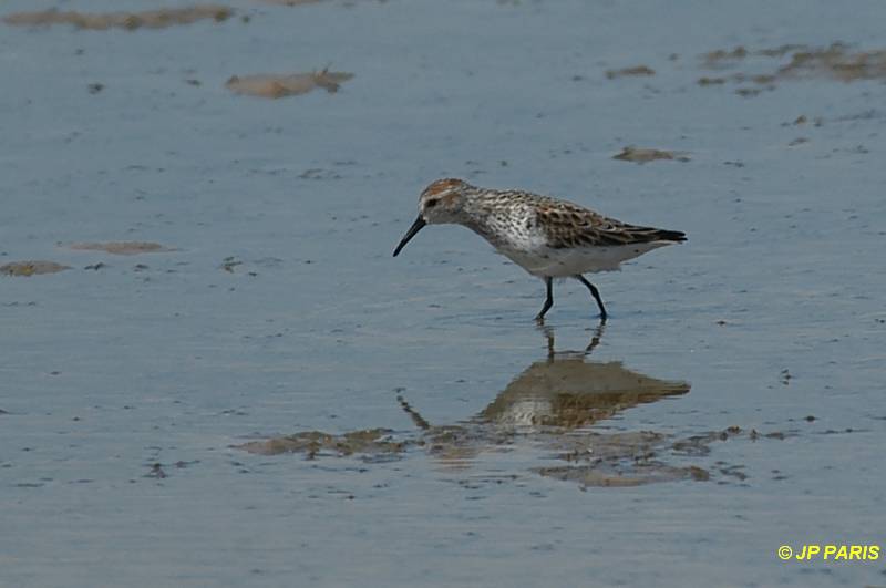 Calidris mauri