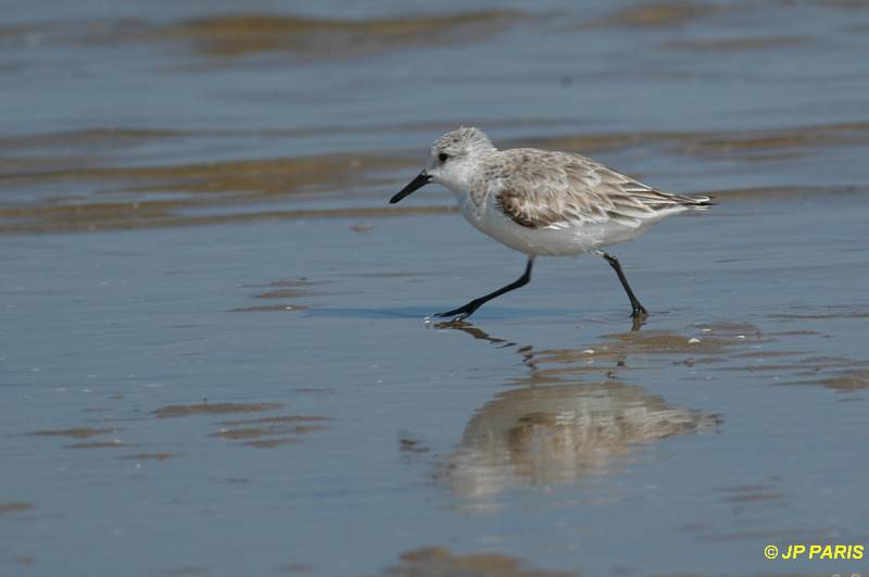 Calidris alba