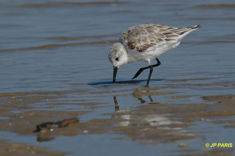Calidris alba