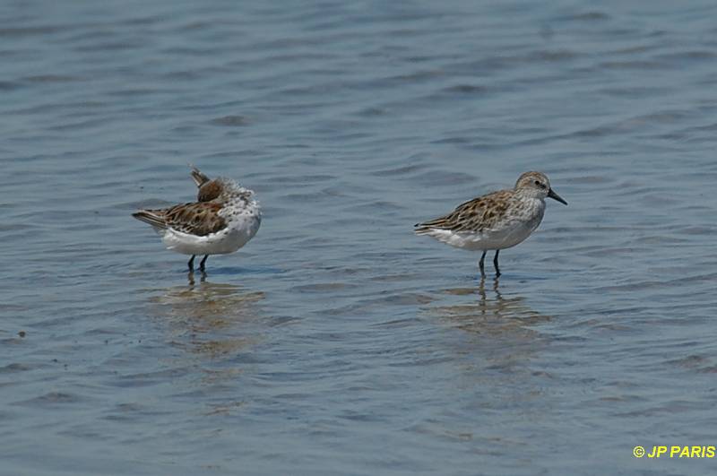 Calidris pusilla