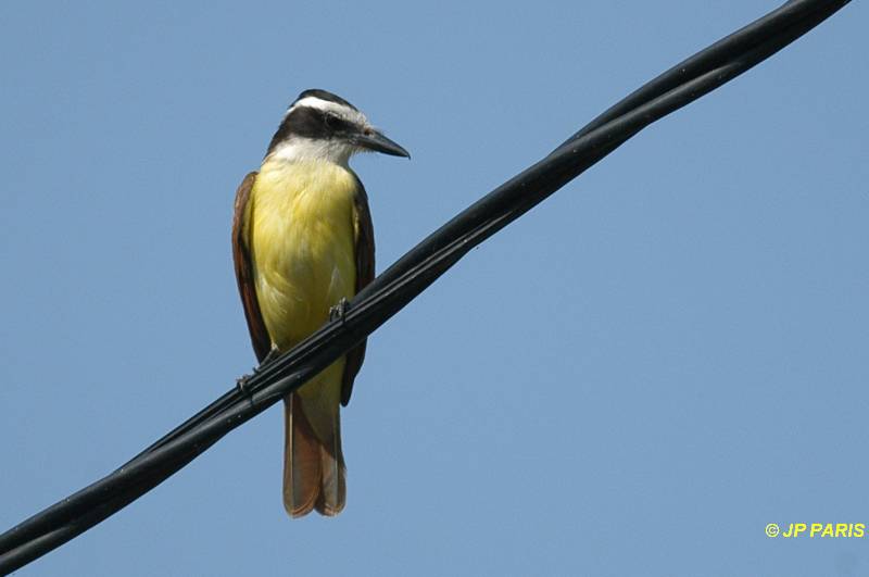 Pitangus sulphuratus
