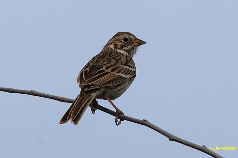 Pooecetes gramineus