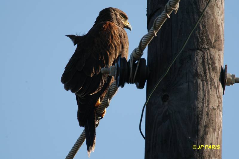 Parabuteo unicinctus