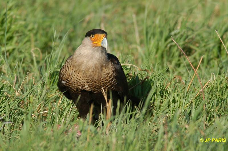 Caracara cheriway