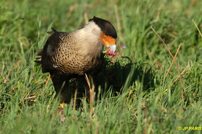 Caracara cheriway