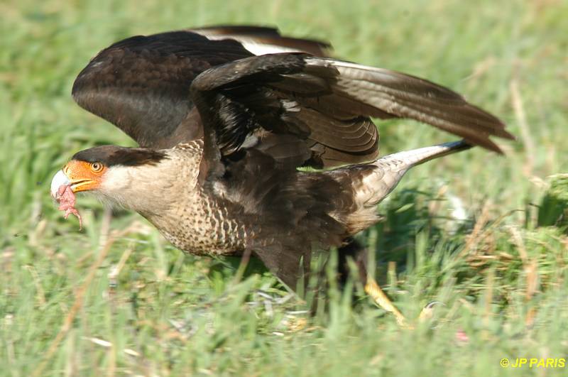 Caracara cheriway