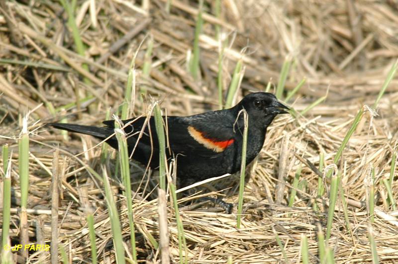 Agelaius phoeniceus