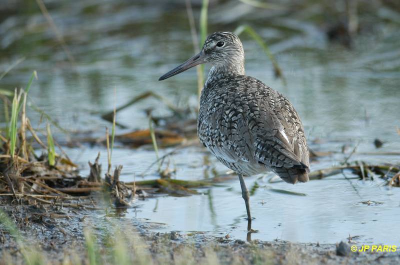 Tringa semipalmata