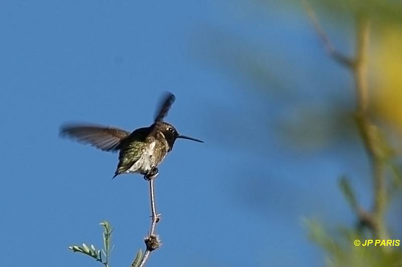 Archilochus alexandri