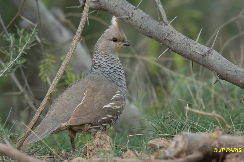 Callipepla squamata