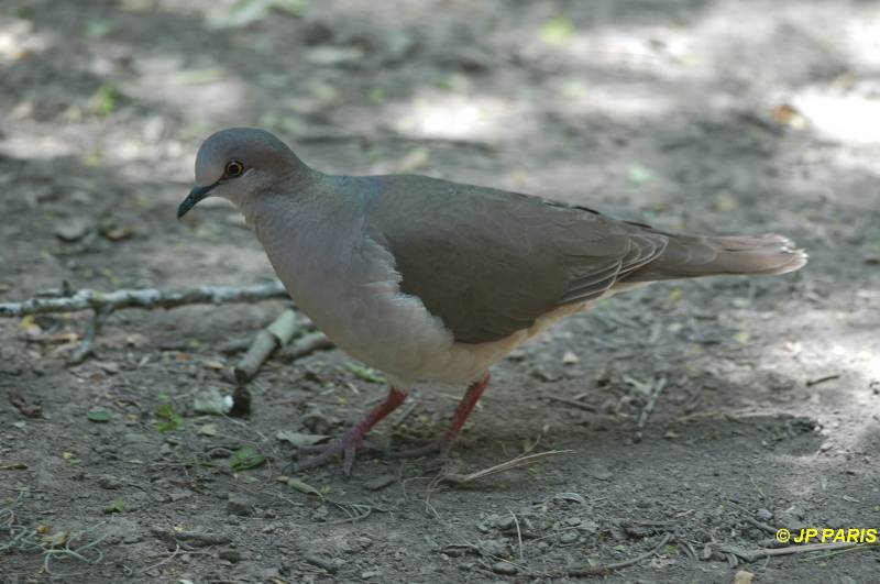 Leptotila verreauxi
