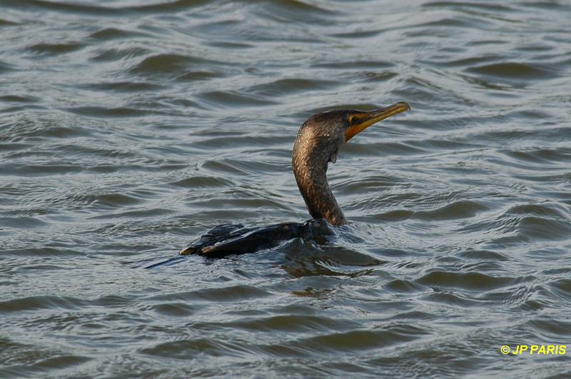 Phalacrocorax auritus