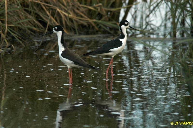 Himantopus mexicanus