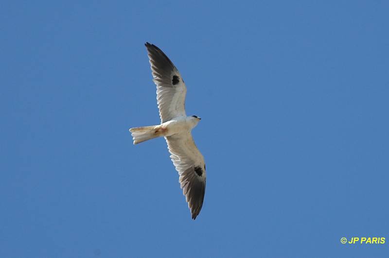 Elanus leucurus
