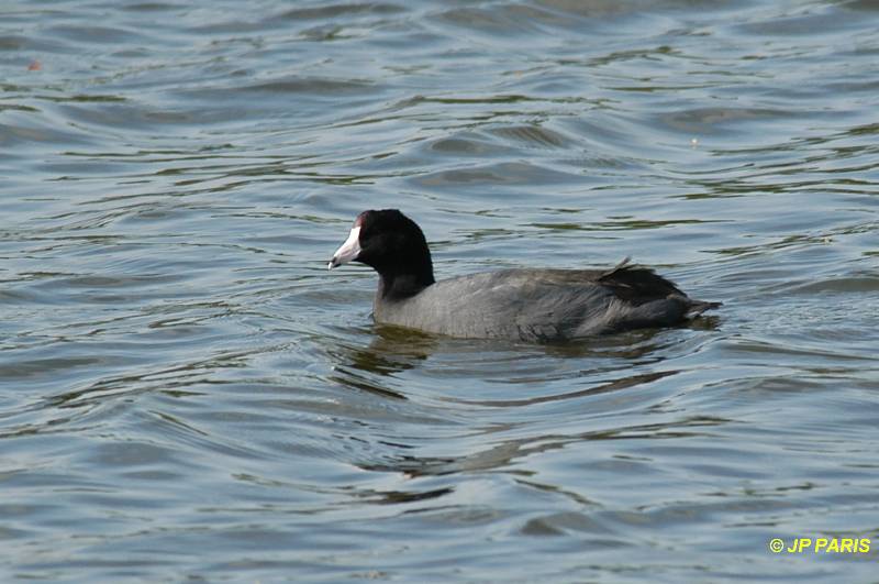 Fulica americana