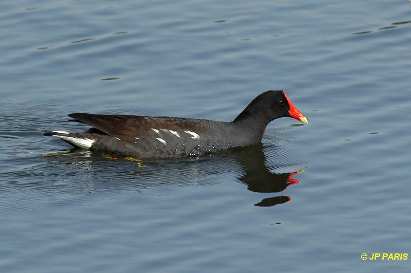 Gallinula chloropus
